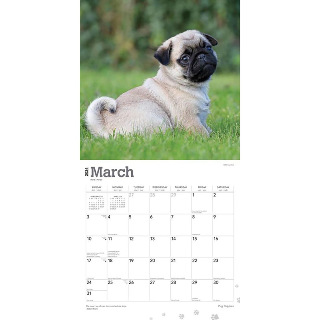Pugs Puppies 2024 Calendar Ryft